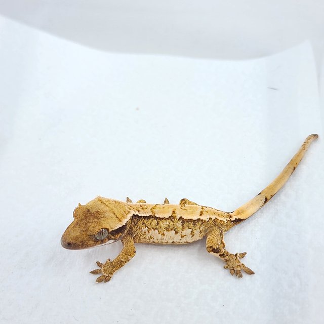 노멀 트라이 익스트림할리퀸