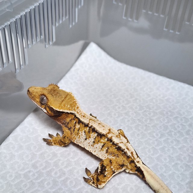 노멀 트라이 익스트림할리퀸 텐저린