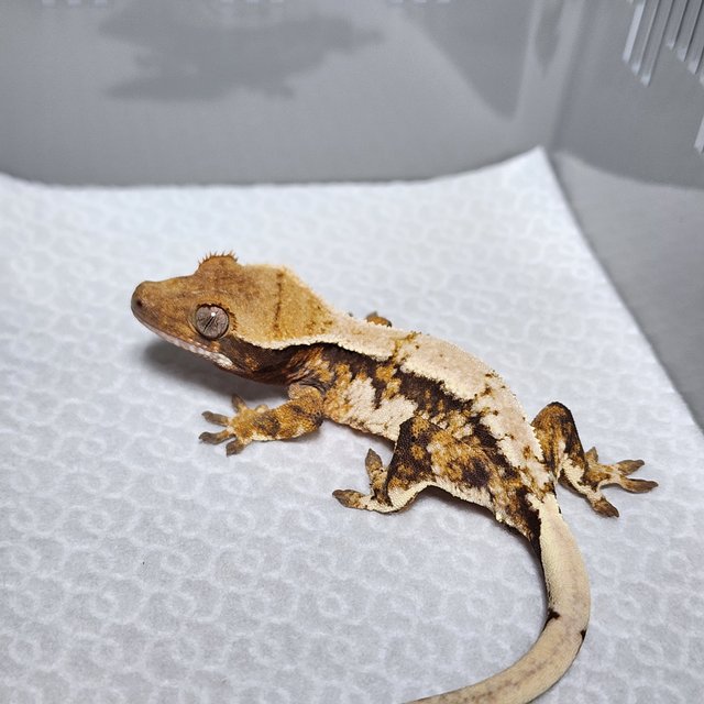 노멀 트라이 익스트림할리퀸