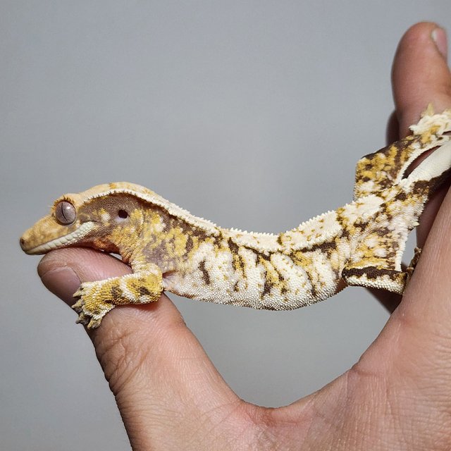 노멀 트라이 화이트스팟 익스트림할리퀸 옐로우