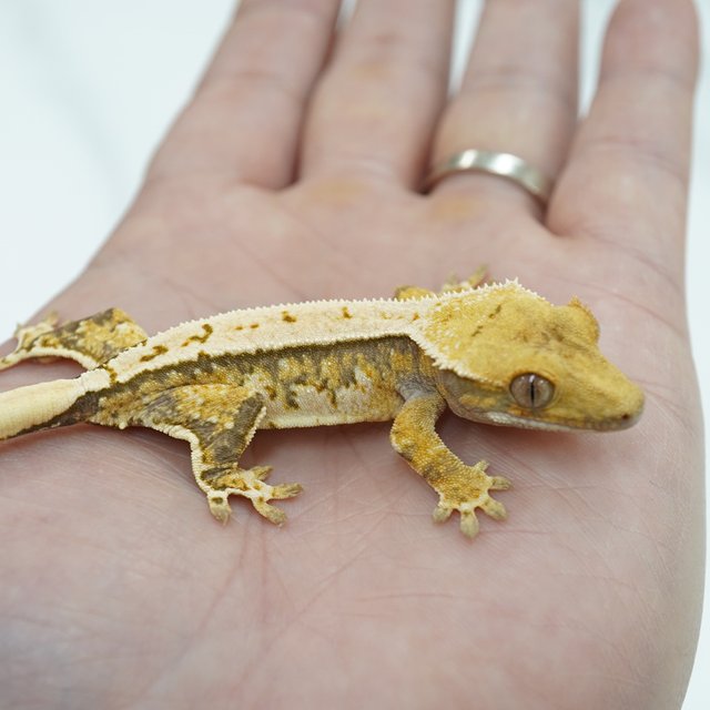 노멀 트라이 익스트림할리퀸 핀스트라이프