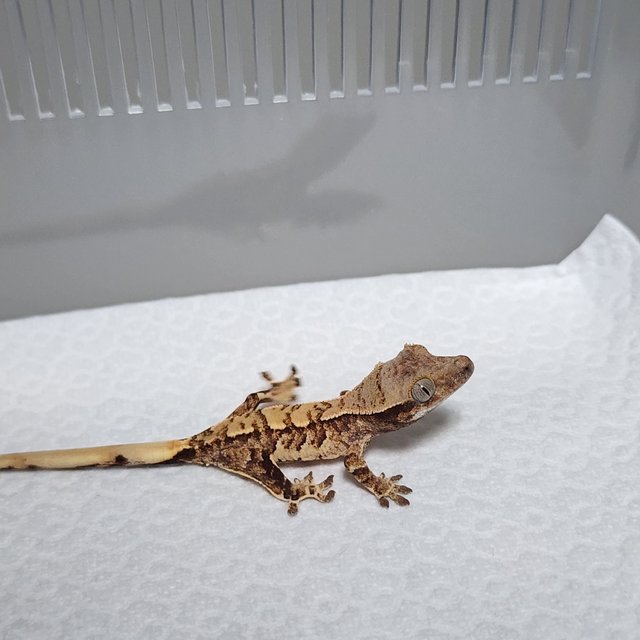 노멀 트라이 익스트림할리퀸