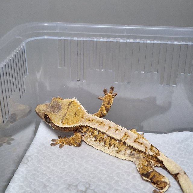 노멀 트라이 핀스트라이프