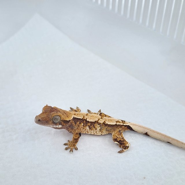 노멀 익스트림할리퀸 텐저린