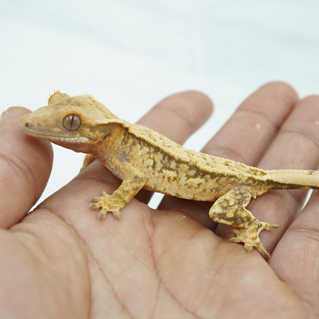 노멀 쿼드 핀스트라이프 트라이