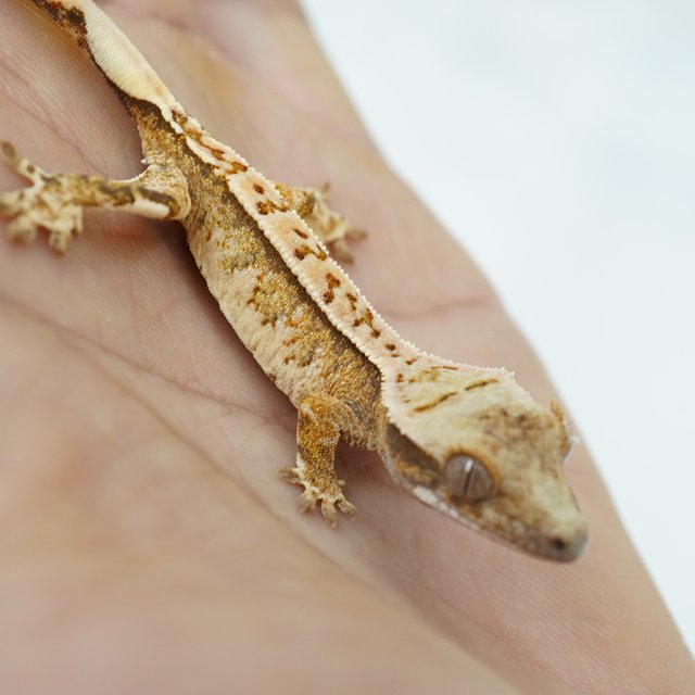 노멀 트라이 익스트림할리퀸 텐저린