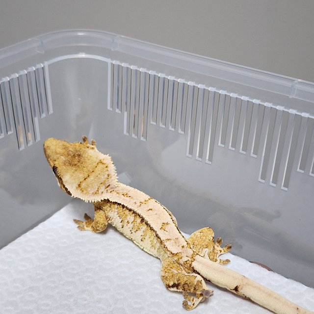 노멀 트라이 익스트림할리퀸