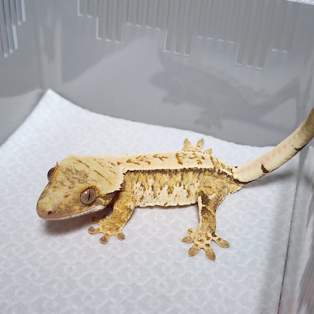 노멀 트라이 핀스트라이프