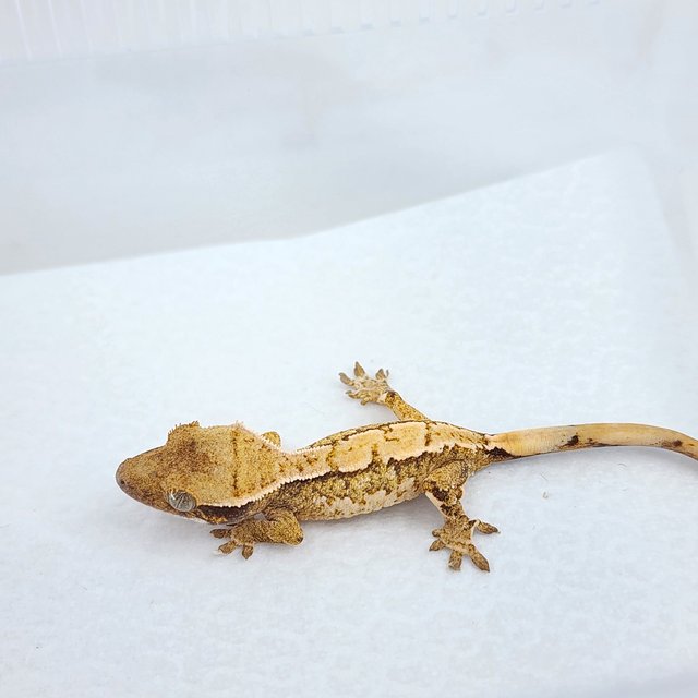 노멀 트라이 익스트림할리퀸