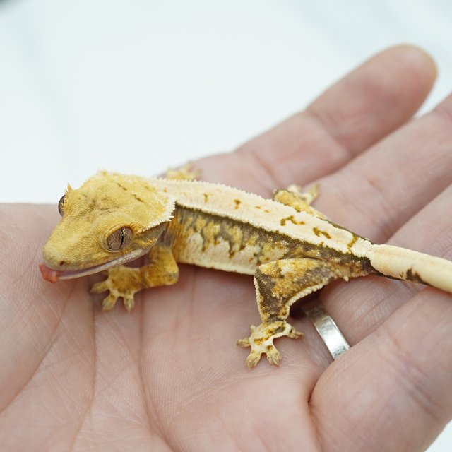 노멀 트라이 익스트림할리퀸 핀스트라이프