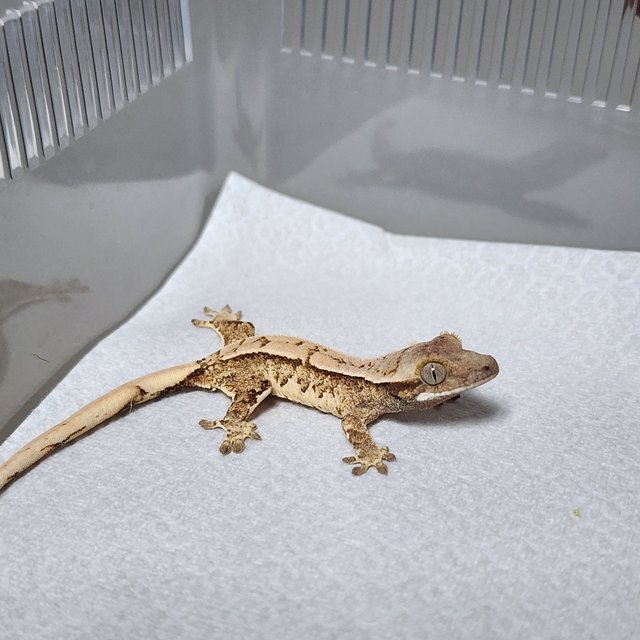 노멀 트라이 핀스트라이프 익스트림할리퀸 화이트스팟