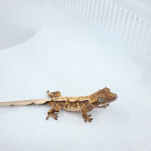 노멀 익스트림할리퀸 텐저린