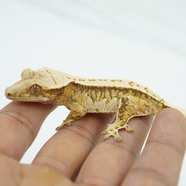 노멀 트라이 핀스트라이프