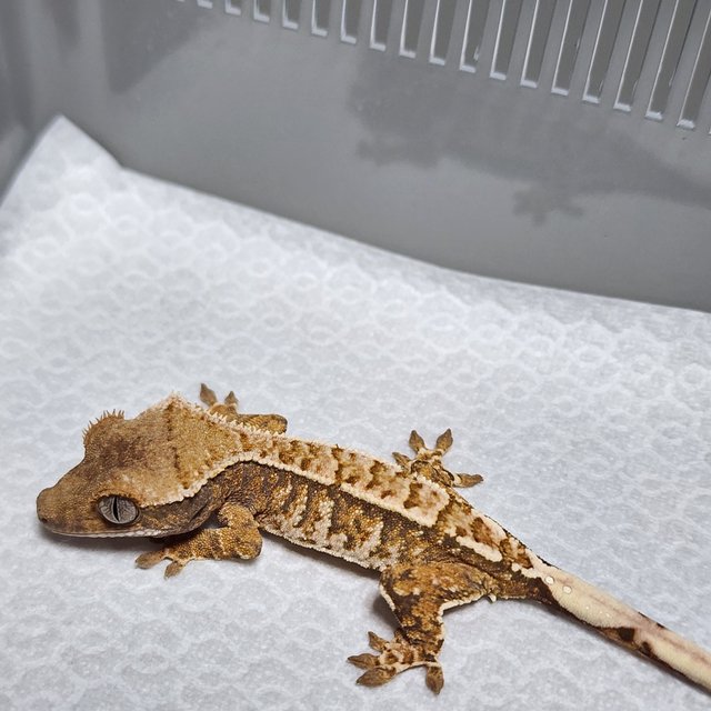 노멀 트라이 익스트림할리퀸 화이트스팟