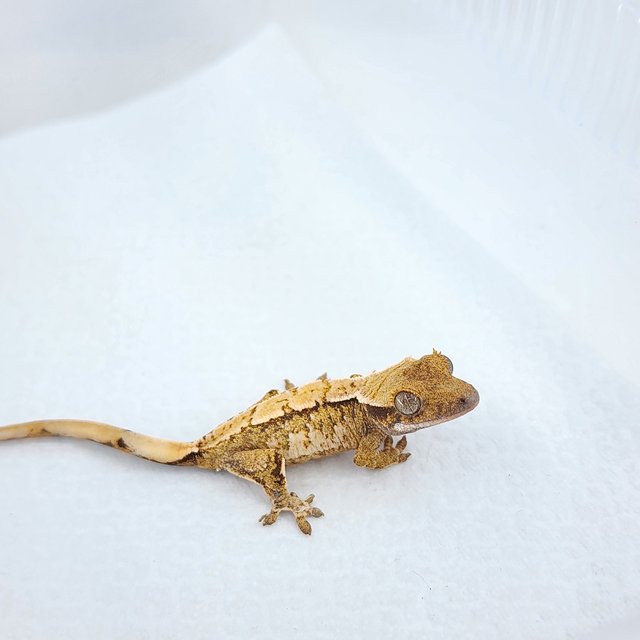 노멀 트라이 익스트림할리퀸