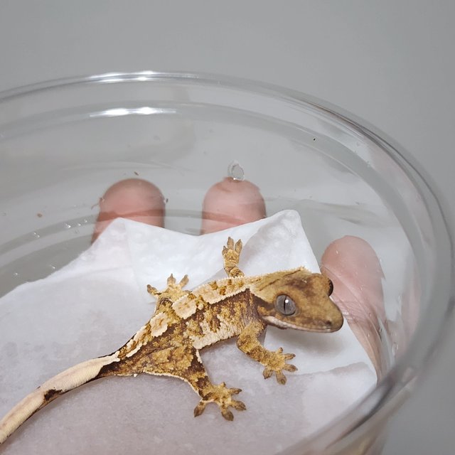 노멀 트라이 익스트림할리퀸 텐저린