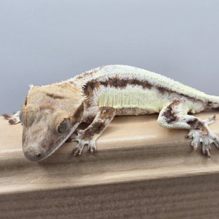 100%헷아잔틱 프라푸치노