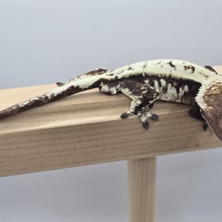 세이블