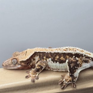 릴리화이트 100%헷아잔틱