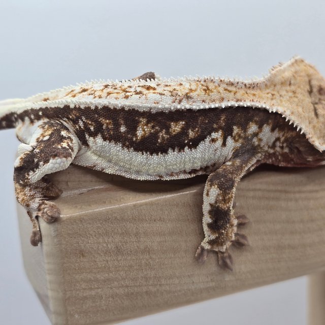 릴리화이트 100%헷아잔틱