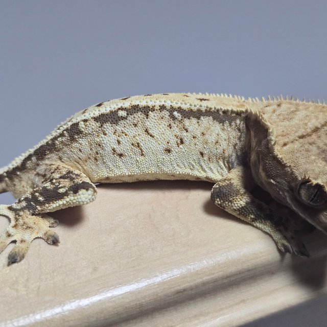 노멀 풀핀 화이트스팟