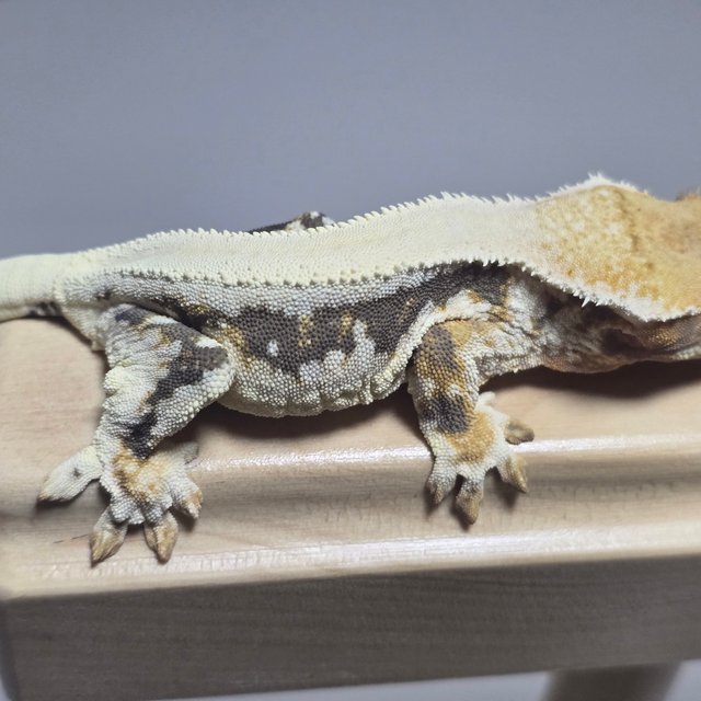 트라이 릴리화이트