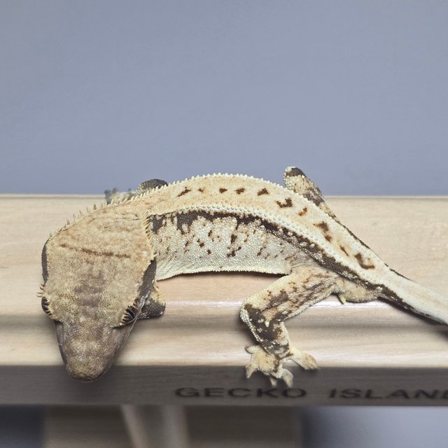 노멀 풀핀 화이트스팟