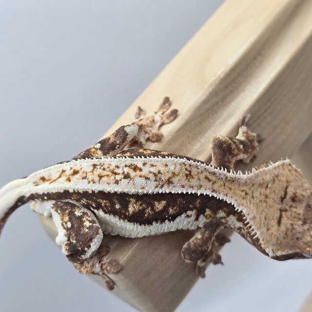 릴리화이트 100%헷아잔틱