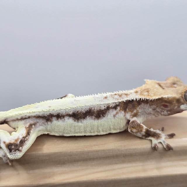 100%헷아잔틱 프라푸치노