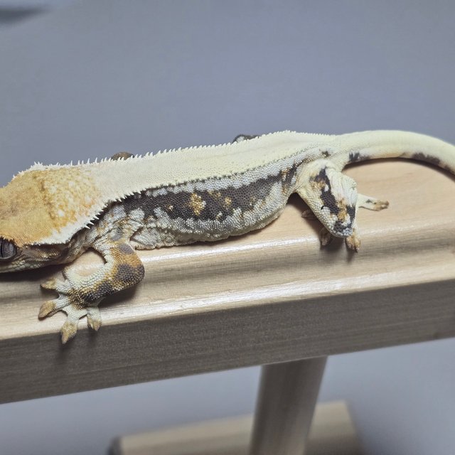 트라이 릴리화이트