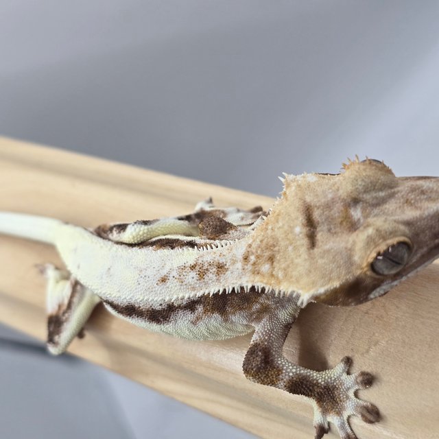 100%헷아잔틱 프라푸치노