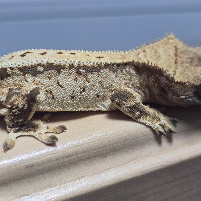 노멀 풀핀 화이트스팟