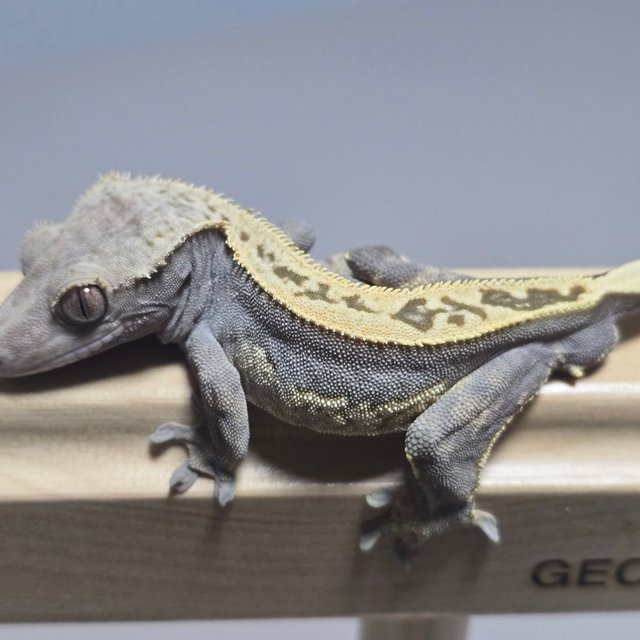 100%헷아잔틱 풀핀