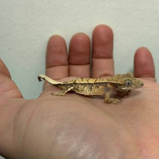 트라이 익스트림할리퀸