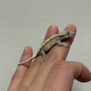 트라이 익스트림할리퀸