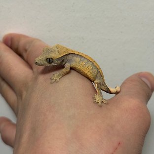 익스트림할리퀸