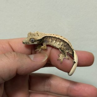 트라이 익스트림할리퀸