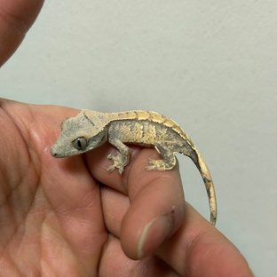 트라이 익스트림할리퀸