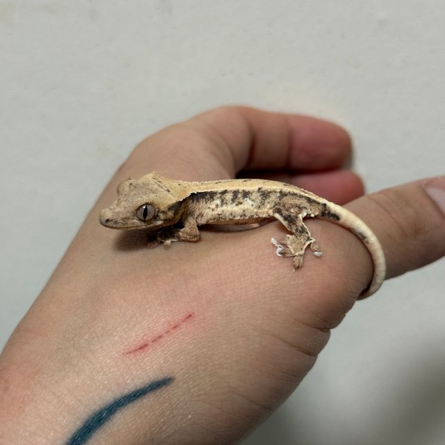 트라이 릴리화이트