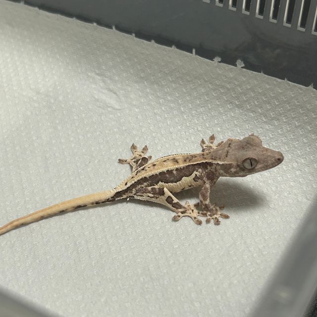 프라푸치노