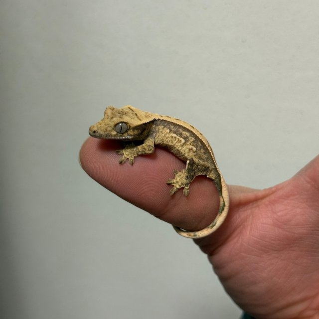 트라이 쿼드 핀스트라이프