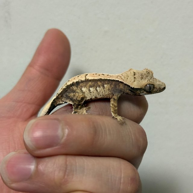 트라이 익스트림할리퀸