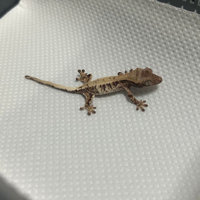 프라푸치노