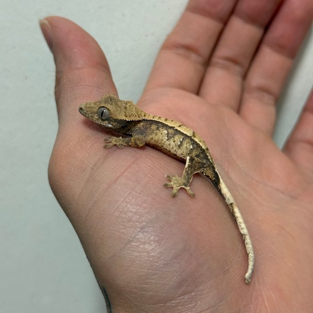 트라이 익스트림할리퀸