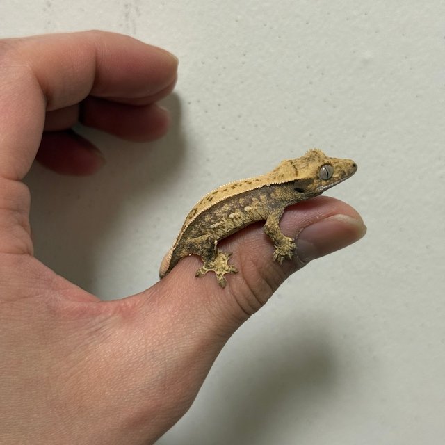 트라이 쿼드 핀스트라이프