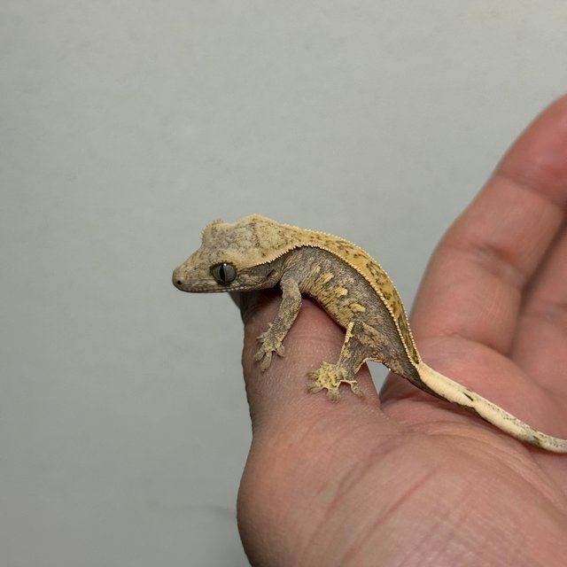 트라이 쿼드 핀스트라이프