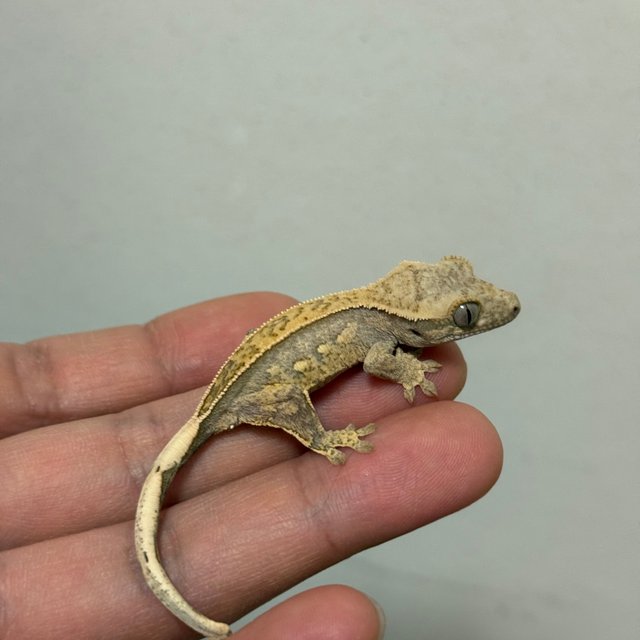 트라이 쿼드 핀스트라이프