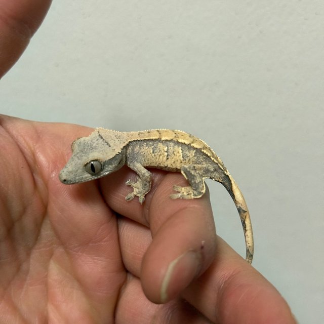 트라이 익스트림할리퀸