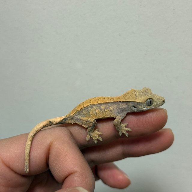 익스트림할리퀸