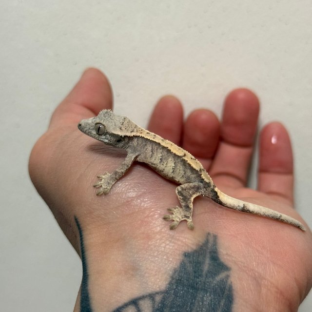 트라이 익스트림할리퀸